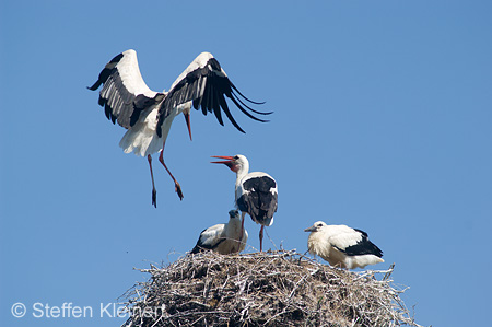 Weißstorch, Ciconia ciconia 019